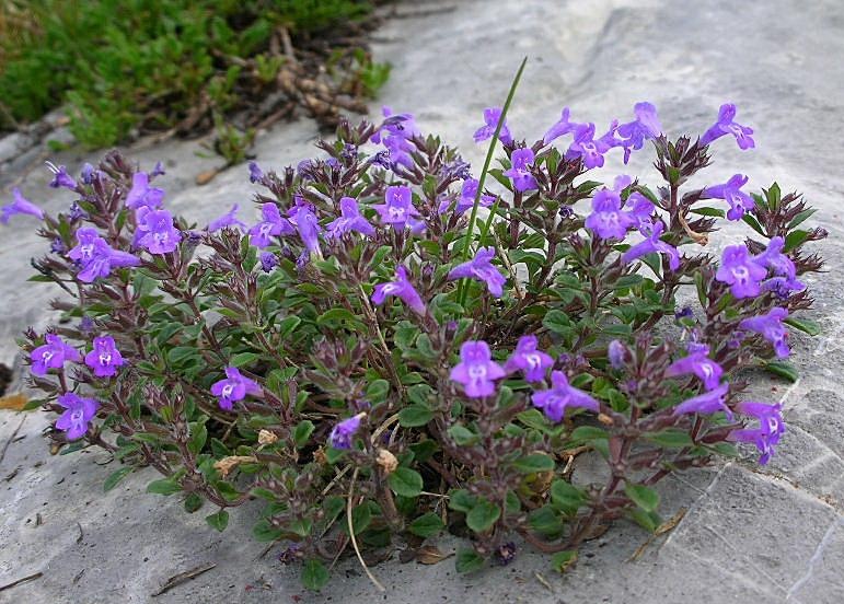 Ziziphora granatensis (=Acinos alpinus) / Acino alpino